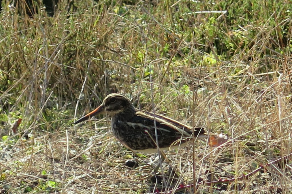 is dit een watersnip, een bokje of anders